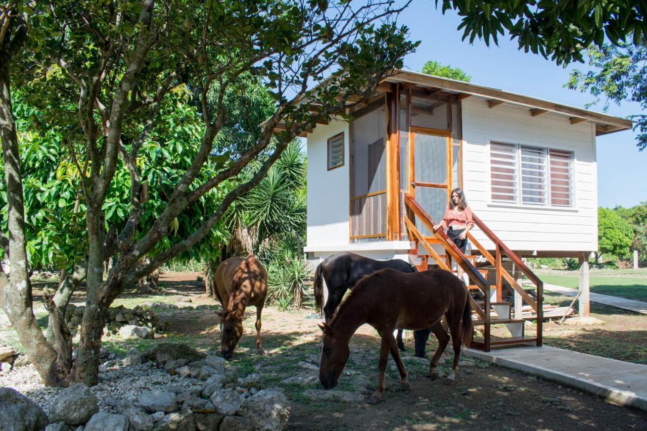 Horse Cottage Sarteneja Luaran gambar