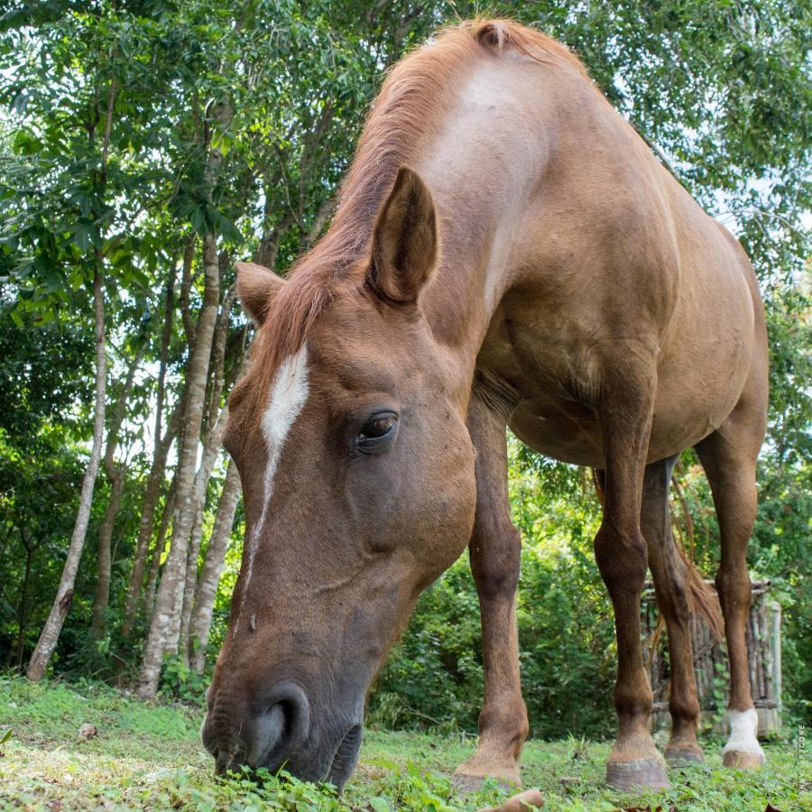 Horse Cottage Sarteneja Luaran gambar